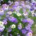 多年生四季易活花种子室外盆栽五色菊花籽庭院小菊花公园花草