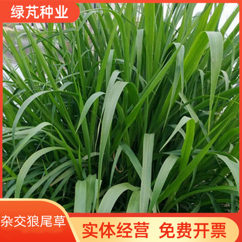 杂交狼尾草种子耐旱抗倒伏无病害产量高生长快优