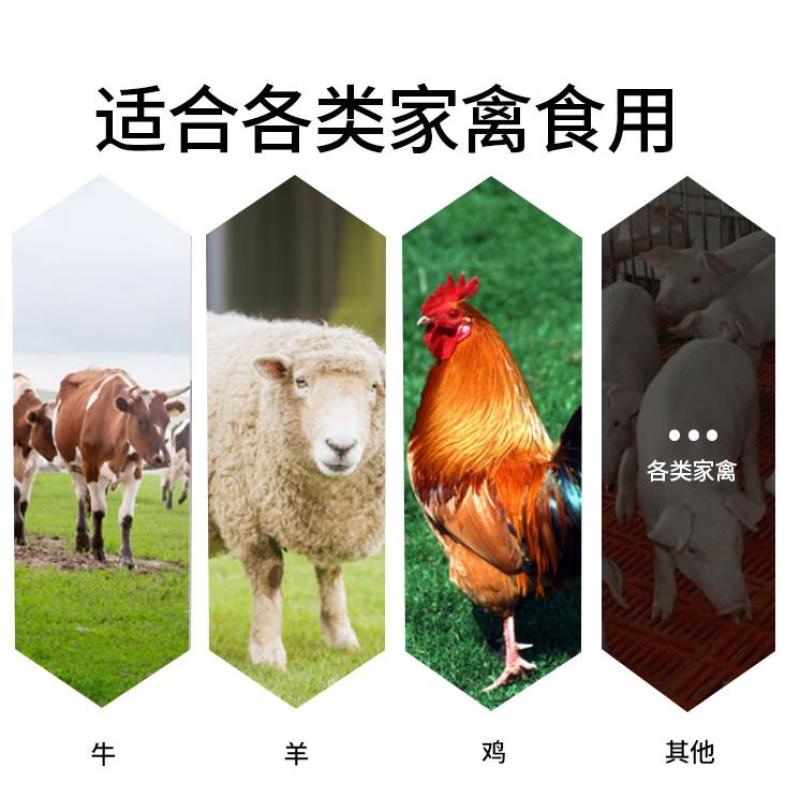杂交狼尾草种子耐旱抗倒伏无病害产量高生长快优