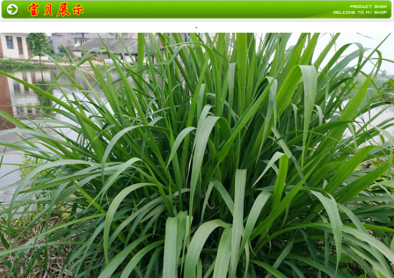 杂交狼尾草种子耐旱抗倒伏无病害产量高生长快优