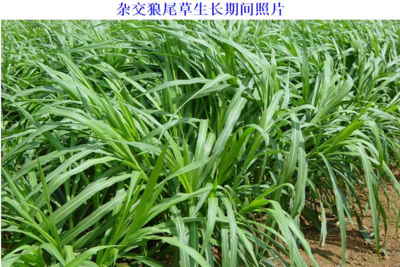 杂交狼尾草种子耐旱抗倒伏无病害产量高生长快优