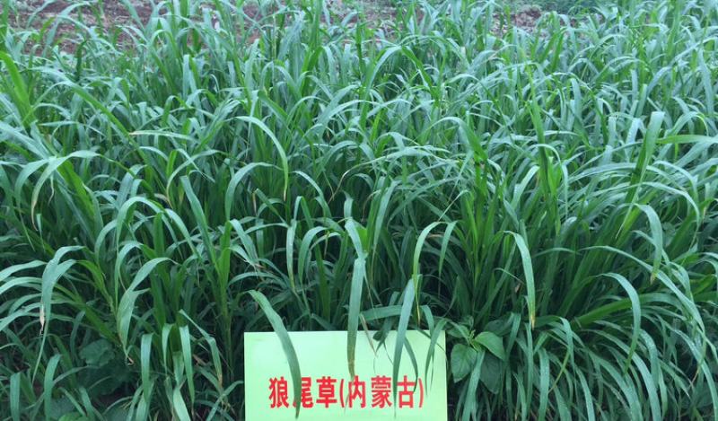 杂交狼尾草种子耐旱抗倒伏无病害产量高生长快优