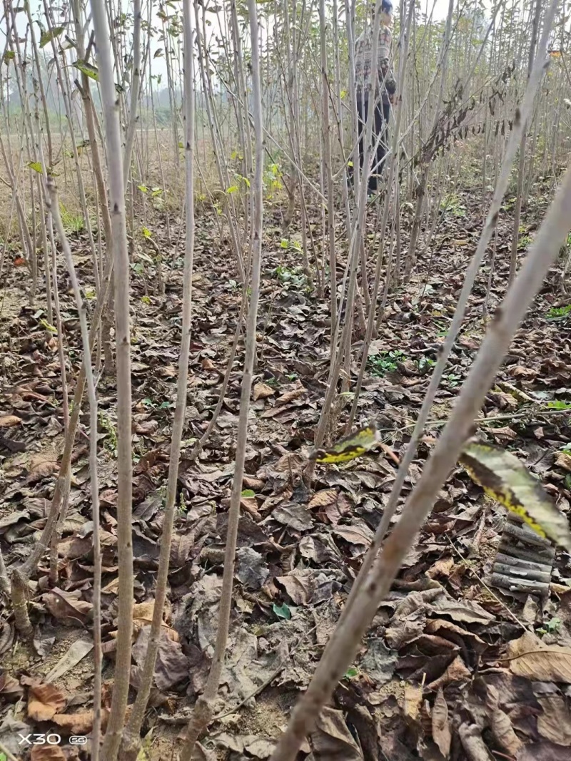 河南樱桃树苗支持视频看货全国发货欢迎前来电话咨询
