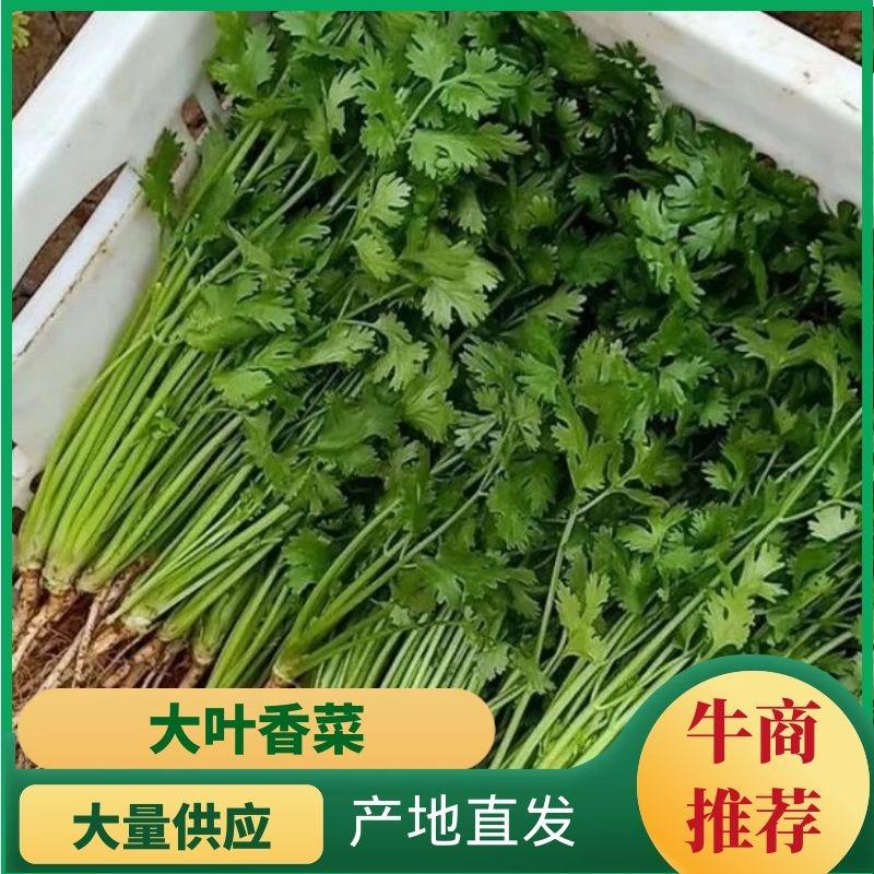 【精品】河北邯郸香菜，有基地供货大棚种植基地电商市场货源