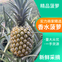 【推荐】云南香水菠萝，小菠萝，精品菠萝，电商团购整车发货
