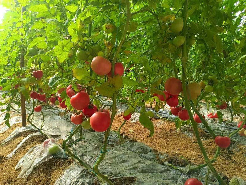 西红柿产地发货西红柿基地口感好品相佳欢迎联系