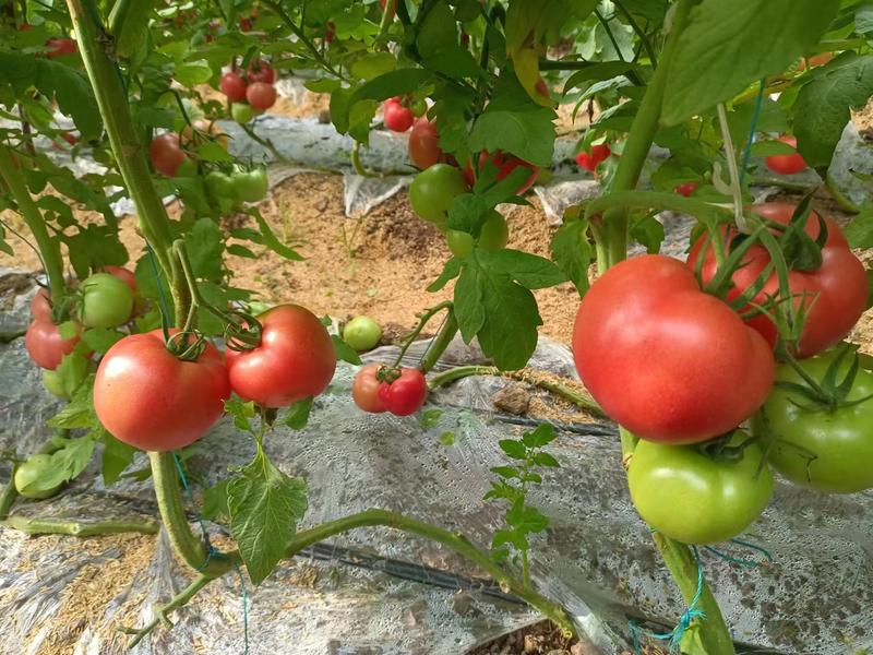西红柿产地发货西红柿基地口感好品相佳欢迎联系