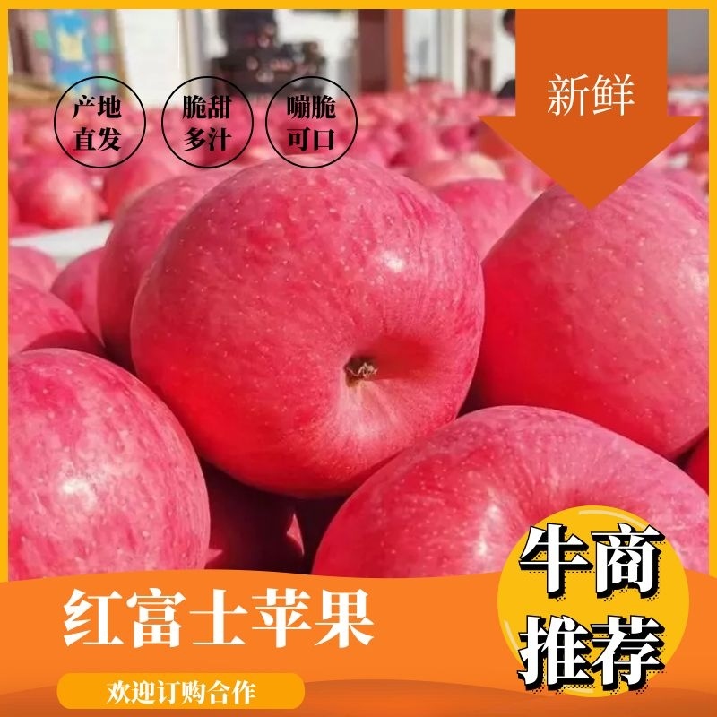 精品陕西延安红富士苹果产地直发质量保证欢迎合作