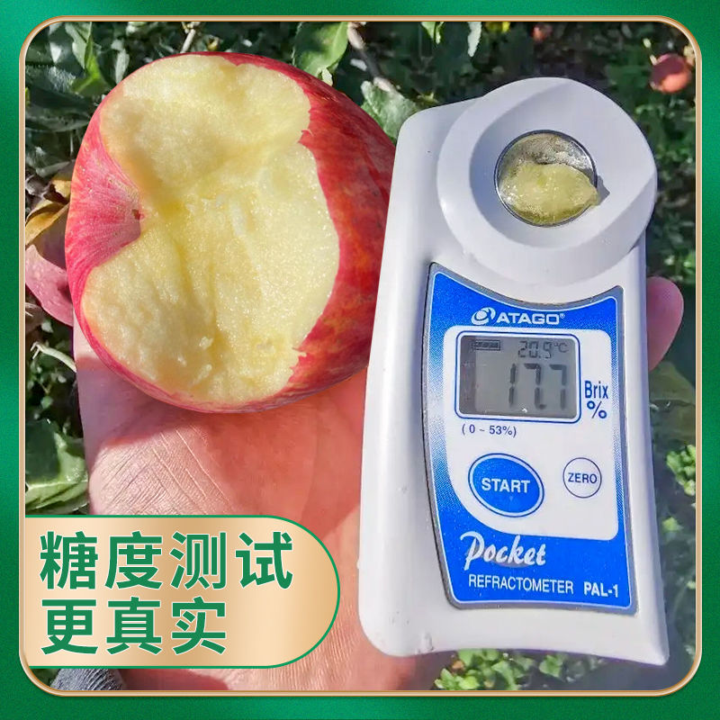 精品陕西延安红富士苹果产地直发质量保证欢迎合作