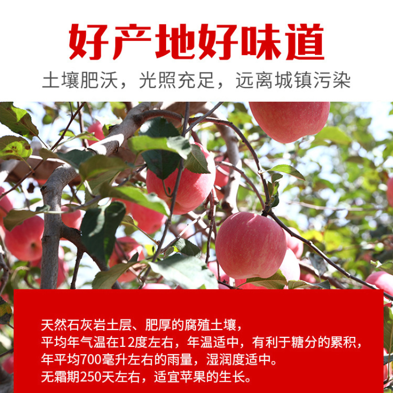 精品陕西延安红富士苹果产地直发质量保证欢迎合作