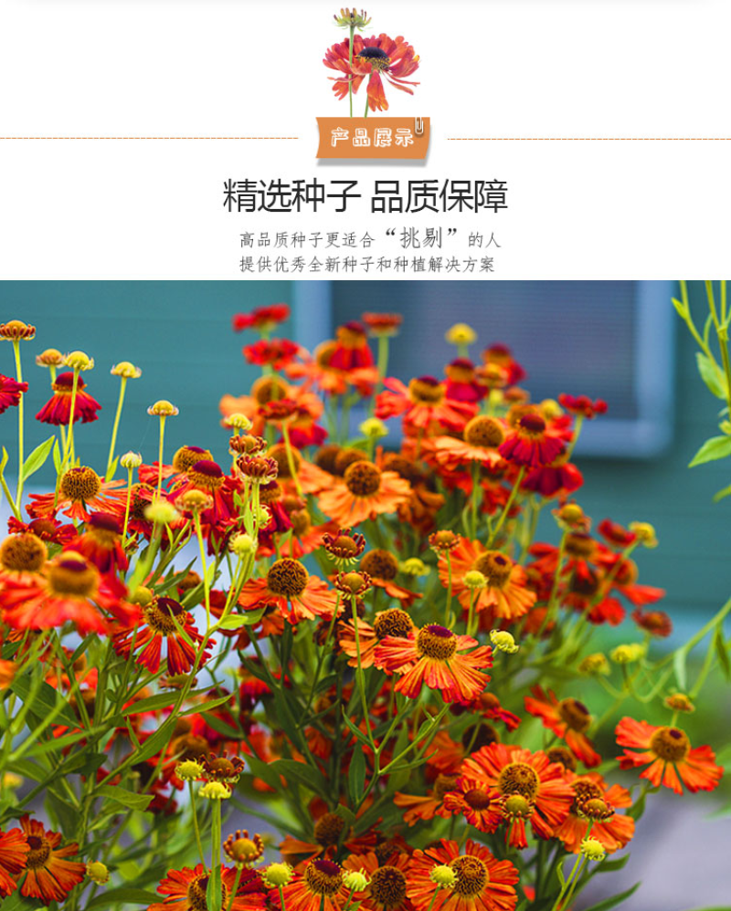 堆心菊种子花卉庭院阳台盆栽园艺绿植四季易种植的花籽花海易