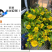 堆心菊种子花卉庭院阳台盆栽园艺绿植四季易种植的花籽花海易