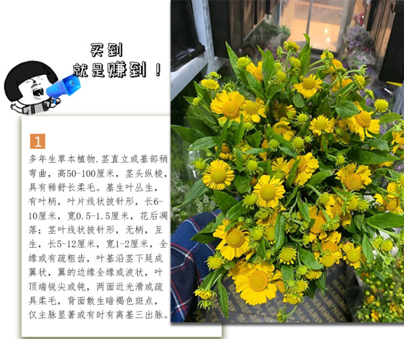 堆心菊种子花卉庭院阳台盆栽园艺绿植四季易种植的花籽花海易