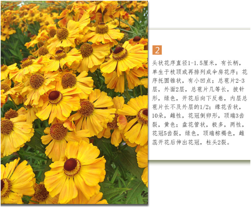 堆心菊种子花卉庭院阳台盆栽园艺绿植四季易种植的花籽花海易
