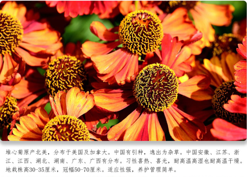 堆心菊种子花卉庭院阳台盆栽园艺绿植四季易种植的花籽花海易