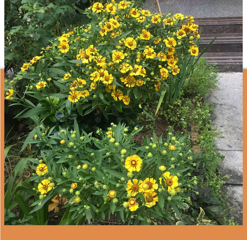 堆心菊种子花卉庭院阳台盆栽园艺绿植四季易种植的花籽花海易