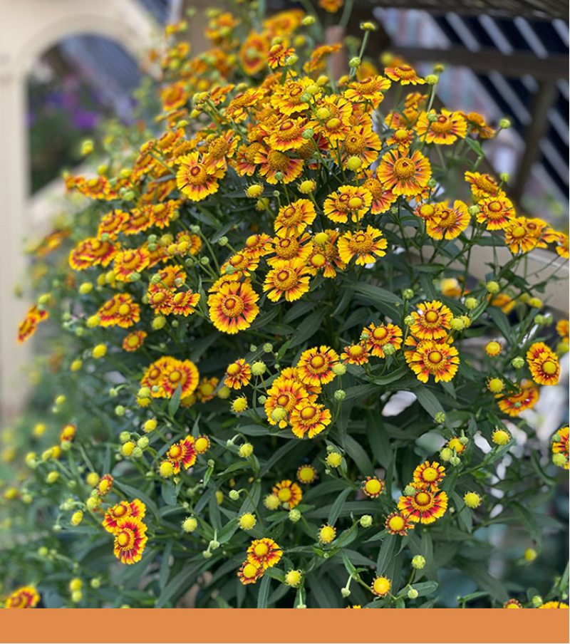 堆心菊种子花卉庭院阳台盆栽园艺绿植四季易种植的花籽花海易