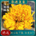 江西婺源皇菊姿源无硫大黄菊批发菊花茶晓起皇菊泡水优质