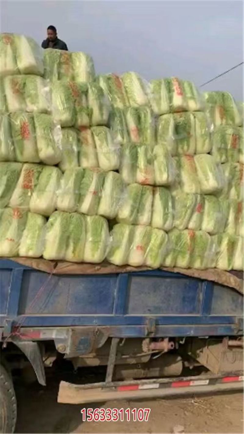 白菜大白菜北京新3号白菜基地发货保障质量实力