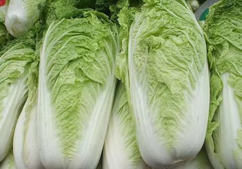 白菜大白菜北京新3号白菜基地发货保障质量实力