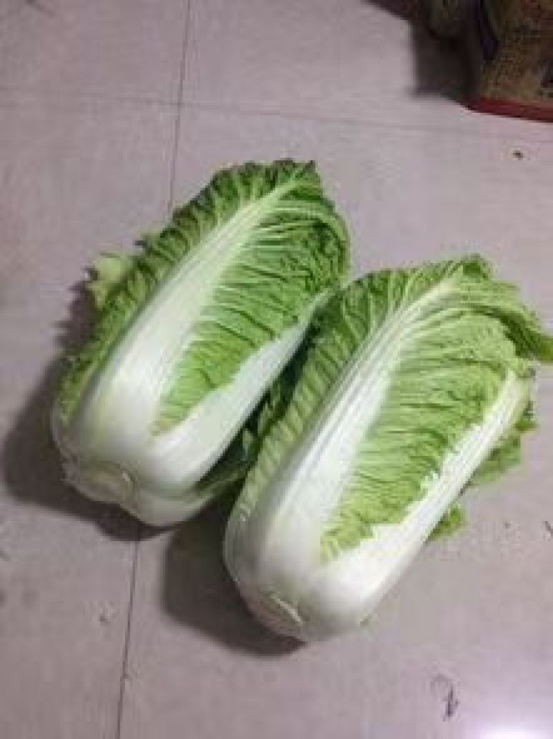 白菜大白菜北京新3号白菜基地发货保障质量实力