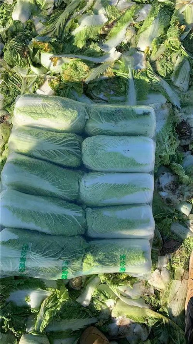 白菜大白菜实力有货一手货源货源充足基地发货