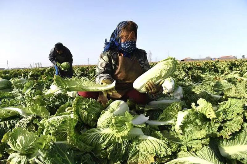 白菜大白菜实力有货一手货源货源充足基地发货