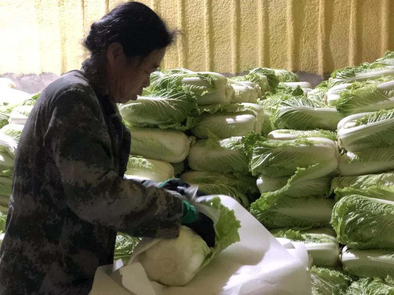 白菜大白菜实力有货一手货源货源充足基地发货
