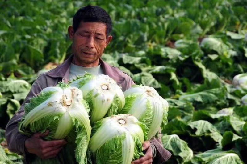 白菜大白菜实力有货一手货源货源充足基地发货