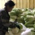白菜北京新3号量大从优价格优惠一手货源品质高