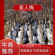 红梅绿梅榆叶梅美人梅基地直销3-12公分