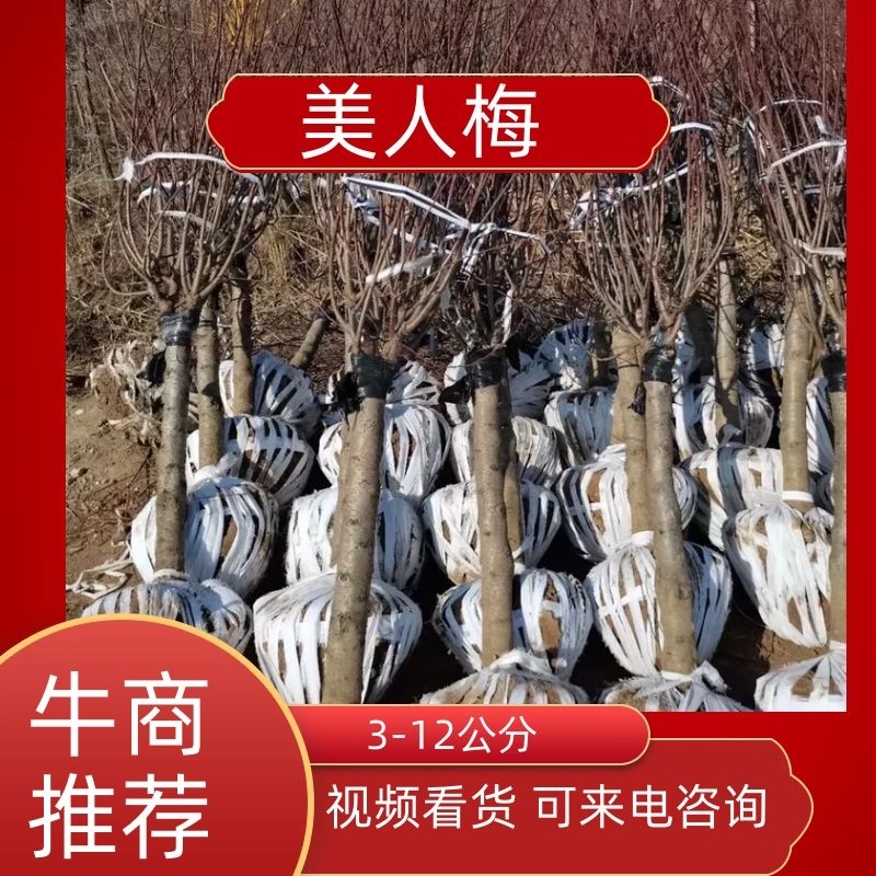 红梅绿梅榆叶梅美人梅基地直销3-12公分