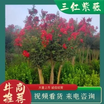 基地直销美国红火球紫薇红火箭紫薇3-12公分