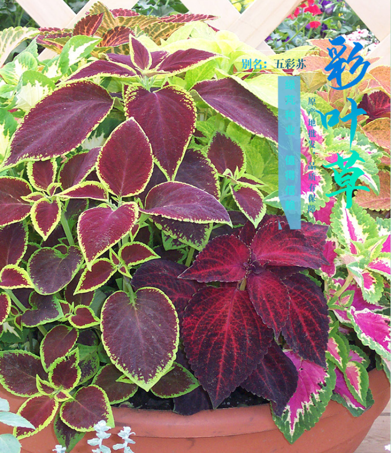 多年生彩叶草花种子耐寒耐荫四季五彩苏观叶花种阳台室外庭院