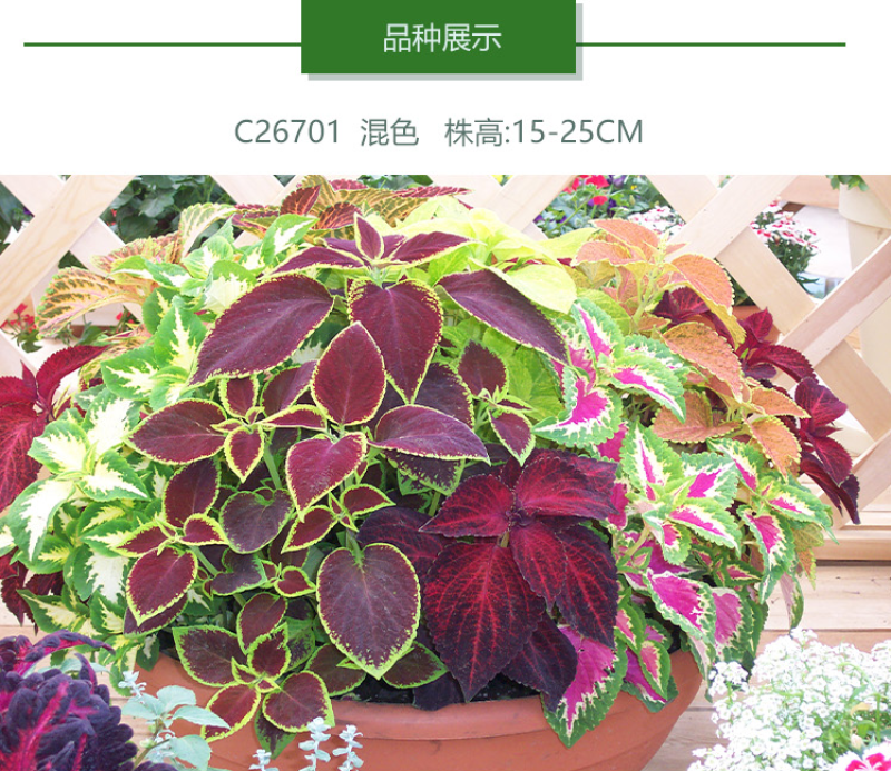 多年生彩叶草花种子耐寒耐荫四季五彩苏观叶花种阳台室外庭院