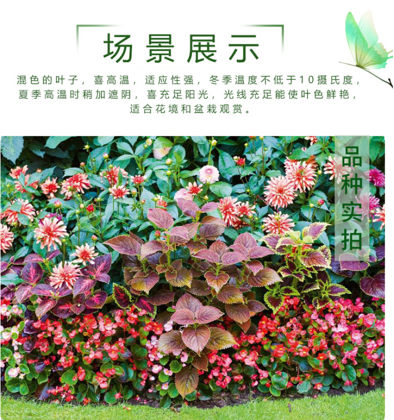 多年生彩叶草花种子耐寒耐荫四季五彩苏观叶花种阳台室外庭院