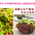 多年生彩叶草花种子耐寒耐荫四季五彩苏观叶花种阳台室外庭院