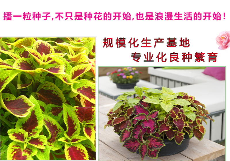 多年生彩叶草花种子耐寒耐荫四季五彩苏观叶花种阳台室外庭院