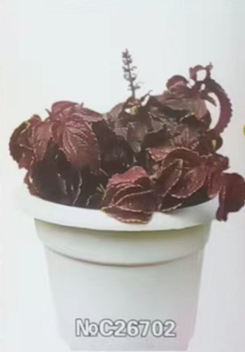 多年生彩叶草花种子耐寒耐荫四季五彩苏观叶花种阳台室外庭院