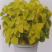 多年生彩叶草花种子耐寒耐荫四季五彩苏观叶花种阳台室外庭院