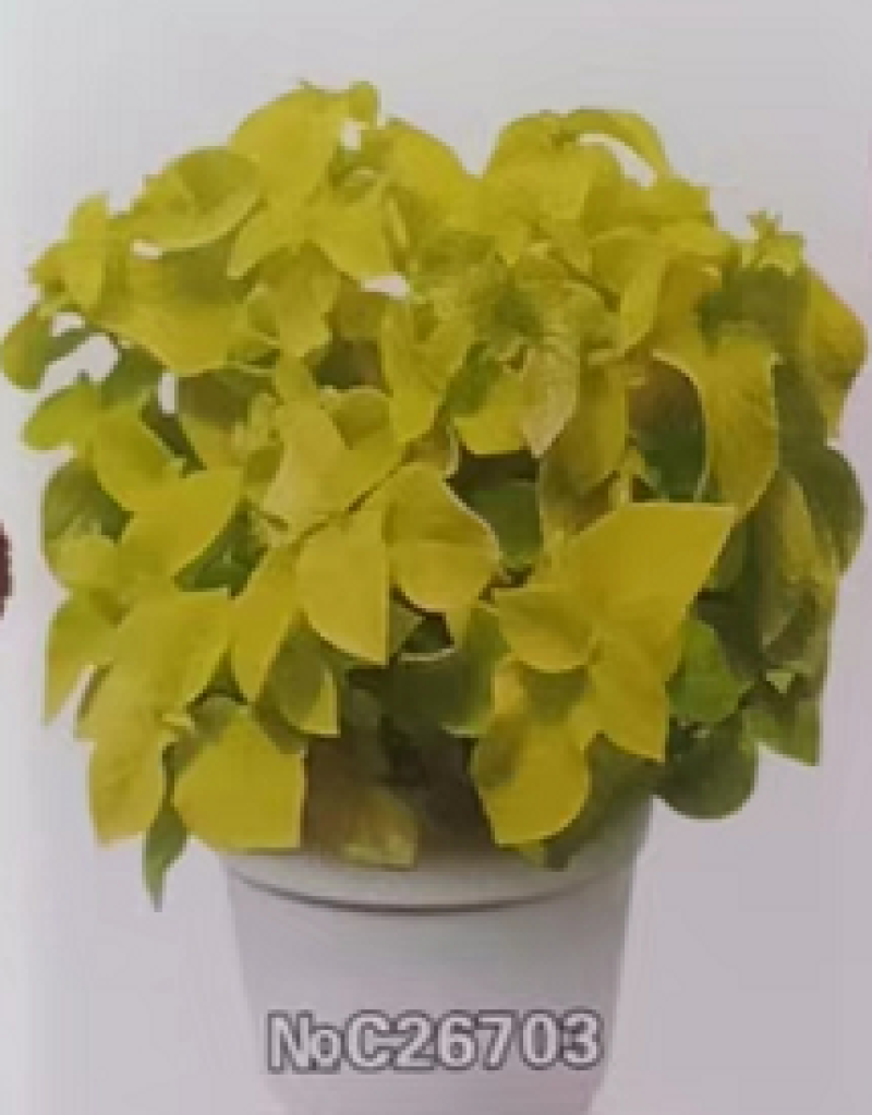 多年生彩叶草花种子耐寒耐荫四季五彩苏观叶花种阳台室外庭院