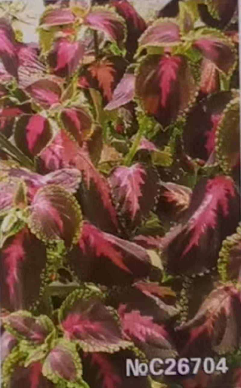多年生彩叶草花种子耐寒耐荫四季五彩苏观叶花种阳台室外庭院