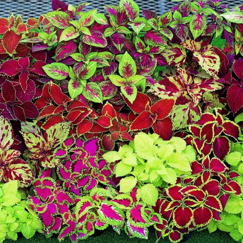 多年生彩叶草花种子耐寒耐荫四季五彩苏观叶花种阳台室外庭院