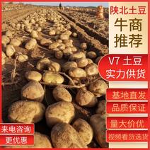 V7陕北榆林土豆大量出货中薯型好纯沙地支持存货服