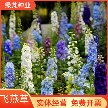 大花飞燕草种子花卉种子春播景观园林绿化多年生易活花海种子