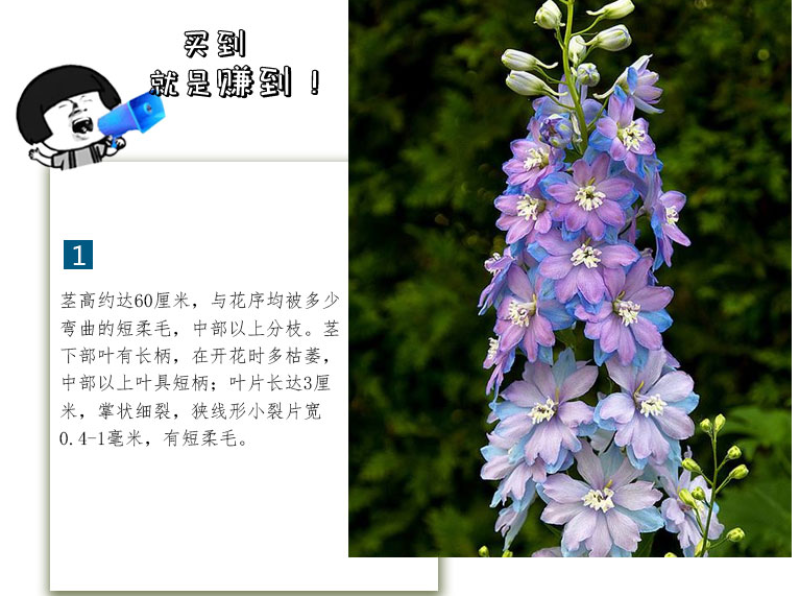 大花飞燕草种子花卉种子春播景观园林绿化多年生易活花海种子