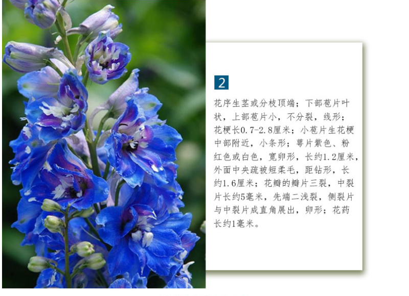 大花飞燕草种子花卉种子春播景观园林绿化多年生易活花海种子