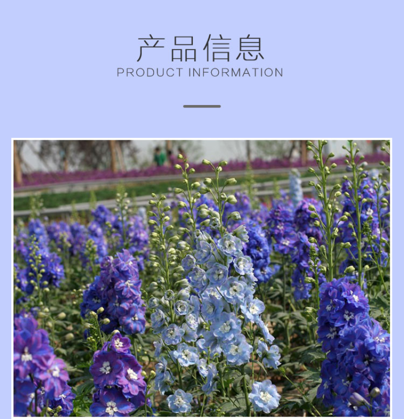 大花飞燕草种子花卉种子春播景观园林绿化多年生易活花海种子