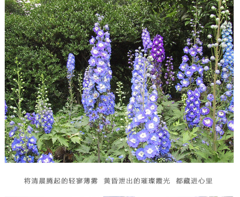 大花飞燕草种子花卉种子春播景观园林绿化多年生易活花海种子