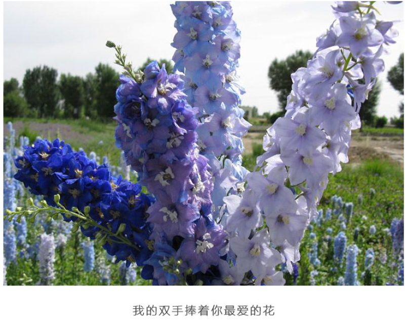 大花飞燕草种子花卉种子春播景观园林绿化多年生易活花海种子